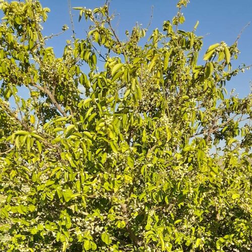 Control Nematode in Citrus