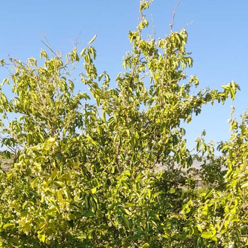Citrus- Nematode-2023-Apr-08
