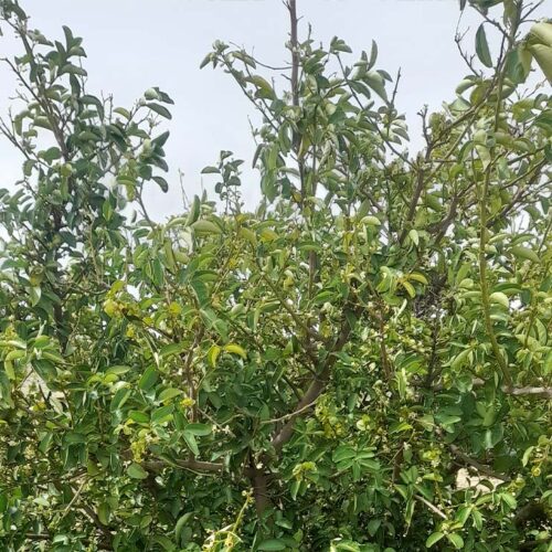 Citrus- Nematode-2023-Apr-20-2