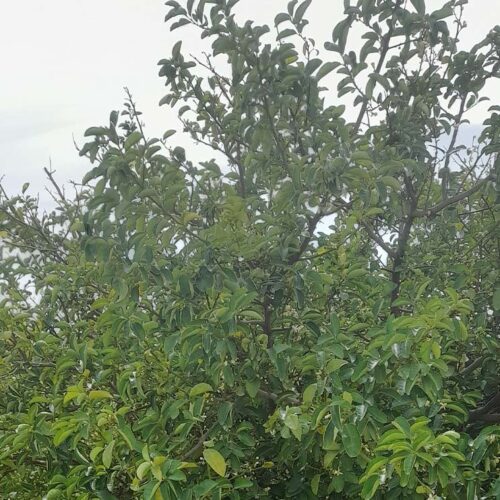 Citrus- Nematode-2023-Apr-20