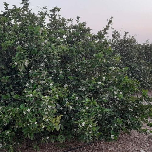 Control Nematode in Citrus