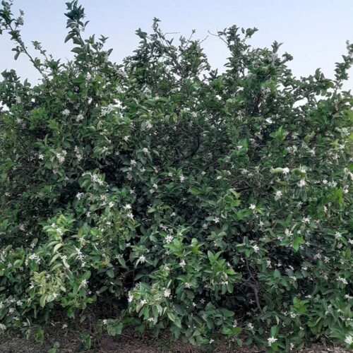 Citrus- Nematode-2023-May-14
